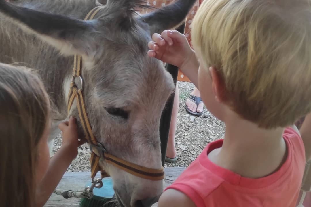 Kinderen aaien een grijze ezel met halster bij de dierenweide van Centro Vacanze San Marino